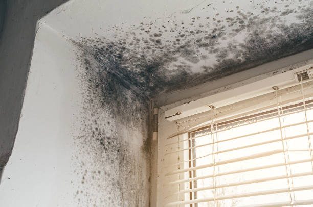 Affordable Hvac And Air Duct Mold Remediation solutions in Oak Ridge, NC